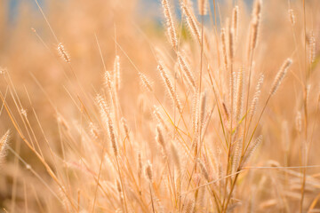 beautiful wild field of grass on sunset