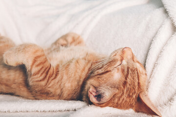 Cute little ginger kitten sleeps on its back on white soft blanket