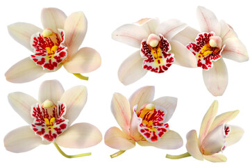 set of white orchid flowers isolated on white