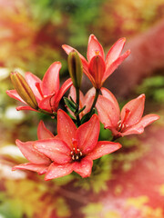 pink lily flowers on blurred background with bokeh. summer natural background.