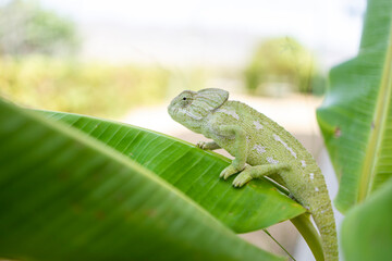chameleon on branches and trees