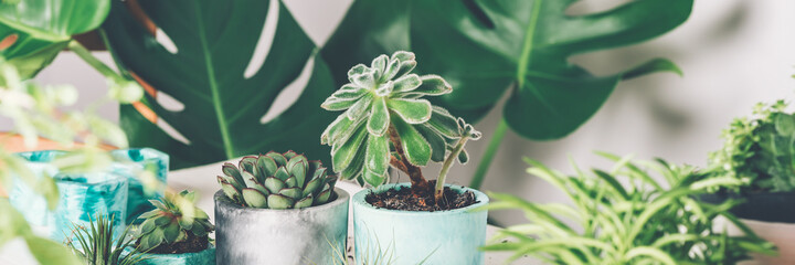 Planting succulent plant in the new marbled color planter, turquoise blue or green mint color, the...