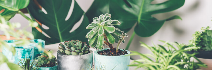 Planting succulent plant in the new marbled color planter, turquoise blue or green mint color, the process of creation of the indoor garden, banner size