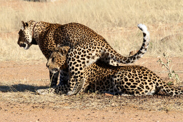 A pair of Leopards on the African plains. Child mounting it's mother