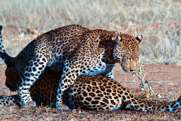 A pair of Leopards on the African plains. Child mounting it's mother