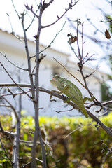 chameleon on branches and trees