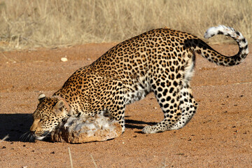A Leopard rubbing on a mineral block on the African plains
