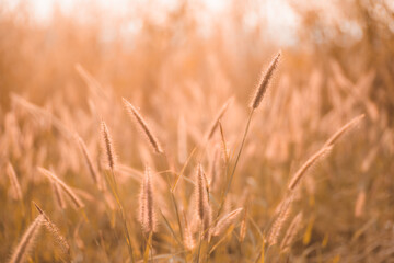 golden wheat field