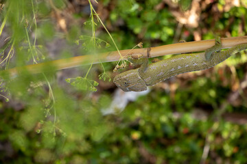 chameleon on branches and trees