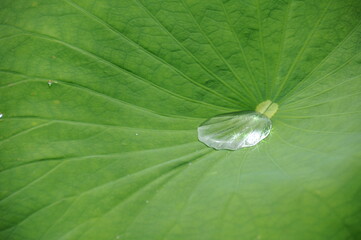 goutte d'eau sur lotus
a drop of water on a lotus leaf