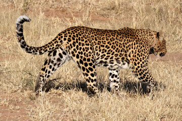 Leopard walking on the African planes with it's tail up