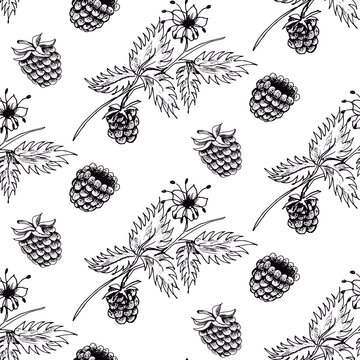 Raspberry vector seamless pattern. Isolated berry branch sketch on white background. Summer fruit engraved style illustration. Detailed hand drawn vegetarian food. Great for label, poster, print