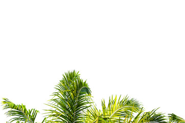 Green leaves frame isolated on white background.