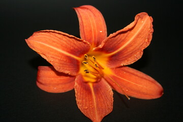 Fototapeta premium orange lilies on the yellow background