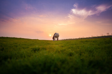 Horses grazing on pasture at sunset.	