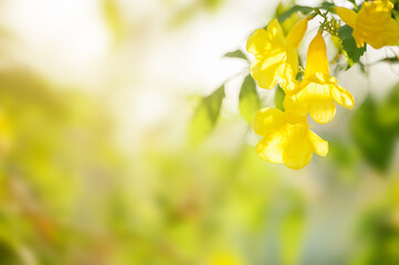 Abstract natural backgrounds. closeup nature view of green leaf on blurred yellow background in garden.	
