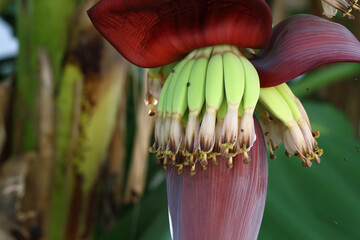 banana cabbage on banana tree