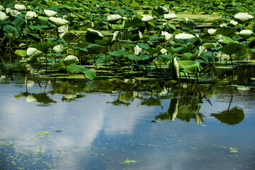 Beautiful Lotus green leaf in the pond.