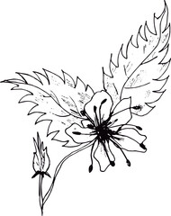 Raspberry vector drawing. Isolated berry branch sketch on white background. Summer fruit engraved style illustration. Detailed hand drawn vegetarian food. Great for label, poster, print