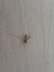 Mosquito