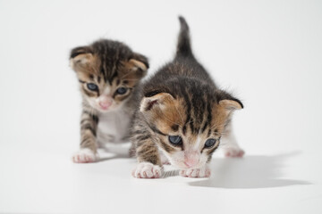 Tabby Cat kitten posing on white background tiger marble stripe