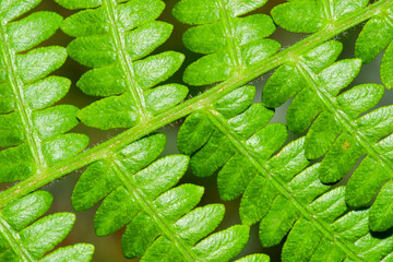 Fern Leaf, Guadarrama National Park, Segovia, Castile and León, Spain, Europe