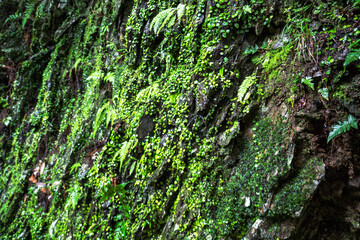 草の生えた山の壁面