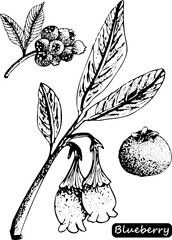 Blueberry vector drawing. Isolated berry branch sketch on white background. Summer fruit engraved style illustration. Detailed hand drawn vegetarian food. Great for label, poster, print