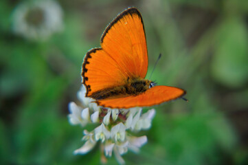 Lycaena
