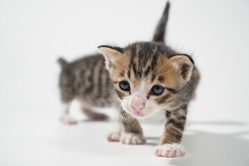 Tabby Cat kitten posing on white background tiger marble stripe