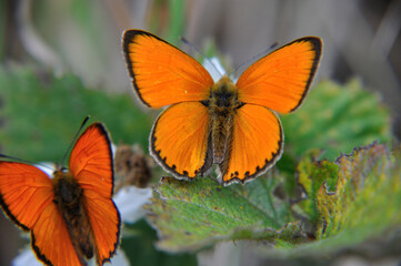 Lycaena