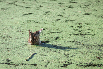 A duck dives into the lake in search of food. The lake is overgrown with duckweed. The duck's butt is sticking out of the water.