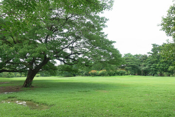 Big tree in park in sunny day