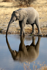 Elephant mirrored in the waterhole