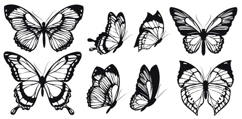 butterfly719