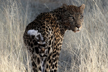 Leopard looking back at the camera