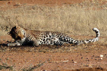 Leopard relaxing on the African plains