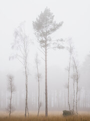 Tall Trees n The Mist