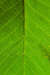 green leaf texture