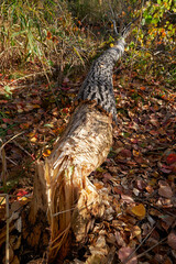 Beavers gnawed a tree trunk and tumbled down the aspen.