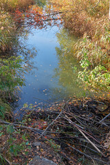 Video of the dam on a small stream built by beavers from branches.