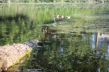 Ducks sit on a tree that has fallen into a pond. The lake was overgrown with duckweed. Ducks in their natural habitat.