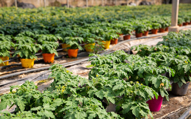 Fototapeta na wymiar Fresh green young tomato seedlings with yellow flowers. Growing tomatoes in greenhouse