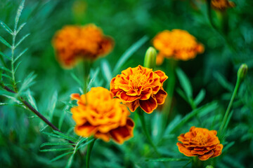 Yellow marigolds close-up. Floral background. Tagetes erecta, Mexican marigolds.