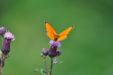 Lycaena