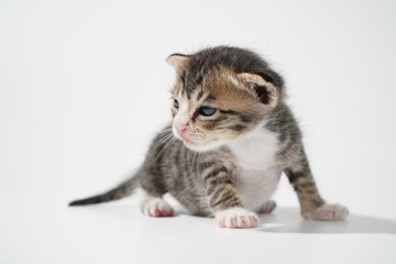 Tabby Cat kitten posing on white background tiger marble stripe