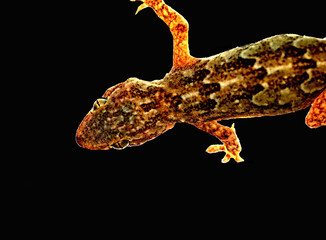 House Gecko on a glass showing claws