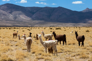 Group of llamas in the province of Salta, Argentina.