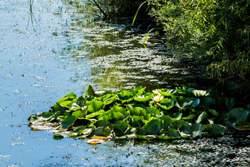 Beautiful Lotus green leaf in the pond.