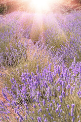 Closeup on mountain lavender on Hvar island, Croatia with flare